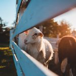 Animals in agritourism