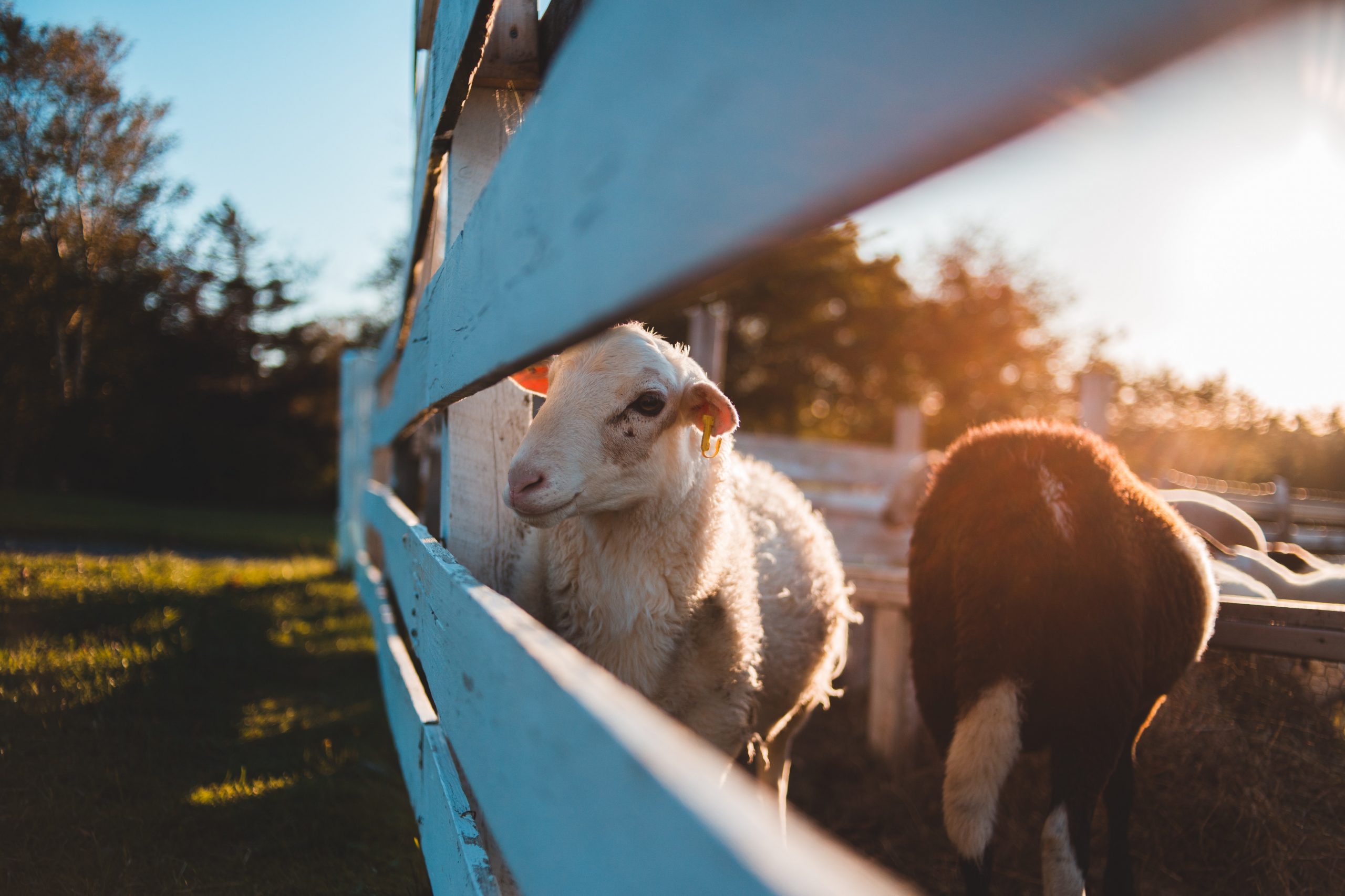 Tiere im Agrotourismus